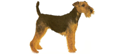 Welsh-Terrier