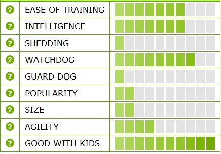 Affenpinscher Ratings